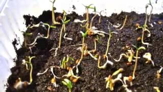 TOMATO TREE  from SEED to TREE [upl. by Johppa974]