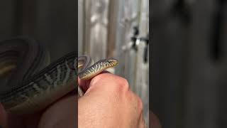 Finally Caught a Legless Lizardleglesslizard lizard lizards reptile reptiles reptilelover [upl. by Alyehc497]