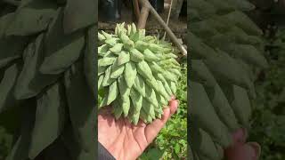 Rollinia fruit plant  അമേരിക്കക്കാരുടെ ഇഷ്ട ഭക്ഷണം  Fruits plants [upl. by Ennaoj]