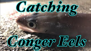 Shore Fishing  Catching Conger Eels [upl. by Clemen735]