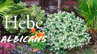 Hebe Albicans Shrubby Veronica white flowering evergreen dwarf shrub [upl. by Osgood]