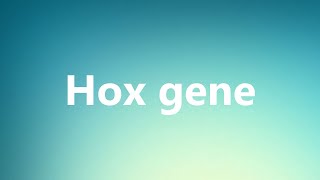 Hox gene  Medical Meaning and Pronunciation [upl. by Wake]