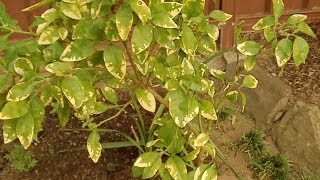 Citrus Tree with Yellow Leaves Grapefruit Tree [upl. by Ezarra]