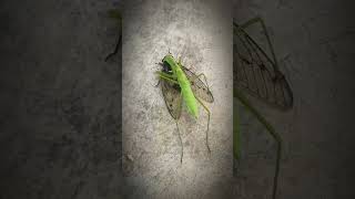 Cicadas Worst Nightmare The mantis 😱🔥InsectWars insects fypシ゚viral arachnid wildlife [upl. by Eimilb]