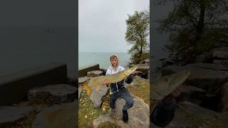 385 in muskie musky tigermusky fishing muskybaits sportfishing yourubeshorts foryoupage [upl. by Llehsem916]