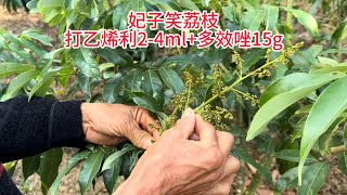 妃子笑荔枝控花用藥打乙烯利3ml多效唑15g，花前補流體硼Feizixiao lychee flower control ，uses ethephon 3ml  paclobutrazol 15g [upl. by Anairuy]