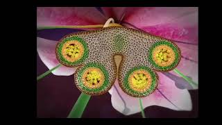 reproduction in flowering plants class 12 in 3D animation complete chapter in one short [upl. by Pik]