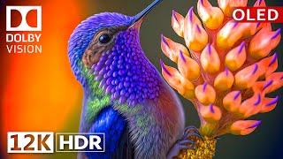 Dolby Vision 12K HDR 120fps OLED Nature amp Wildlife  Epic Visuals [upl. by Nalahs768]