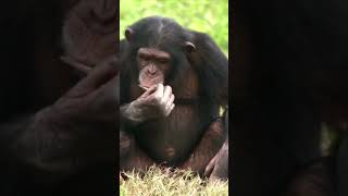 Why Chimpanzees are Smart [upl. by Caren]