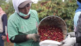 Agro Tourism  The Cultivation and Processing of Arabica Coffee in PTPN XII [upl. by Katinka]