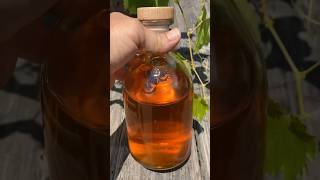 How to Make a Calendula Infused Oil [upl. by Ramedlaw]