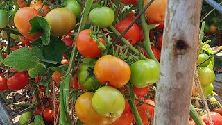 BAYER Seminis Ashutosh Tomato 🍅 Hosur Tamilnaduagriculture [upl. by Appledorf]