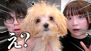 【ご報告】家族が増えました！犬飼います！【子ども】 [upl. by Corsetti]