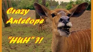 Huh  Crazy funny talking antelope verrückte lustige Antilope [upl. by Wells430]