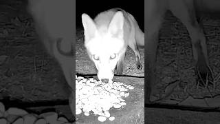 Foxes 🦊 trailcam youtubeshorts wildlife [upl. by Kelwin637]