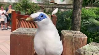 Close Up with a Bali Myna Leucopsar Rothschildi NO ZOOM [upl. by Zebapda]