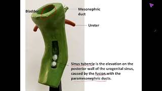 Embryology model of Urogenital system practical identification and explanation [upl. by Stiegler]