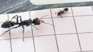 Myrmecina graminicola Italy vs Myrmecia urens Australia 19102024 [upl. by Uahsoj548]