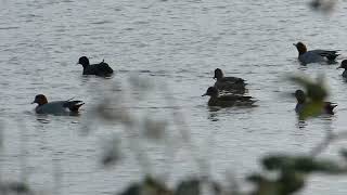 Beautiful Red Crested Pochard Ducks [upl. by Auqeenwahs]