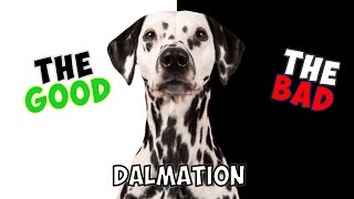 DALMATIAN  PROS amp CONS [upl. by Rehpotsirhc]