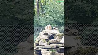 Interlaken Marmots [upl. by Torbart402]