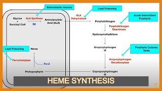 Heme Synthesis Pathway and Associated Diseases [upl. by Ormond]