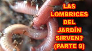 LAS LOMBRICES DE MI JARDÍN O TIERRA SIRVEN❓❓❓ LUNES DE LOMBRICES PARTE 9 [upl. by Occor693]