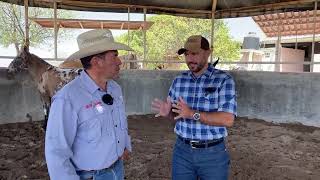 Hablando de Burros Brasileños Jumentos con Murillo Carlêto representando el Rancho LV 🇧🇷 [upl. by Eerrehc]