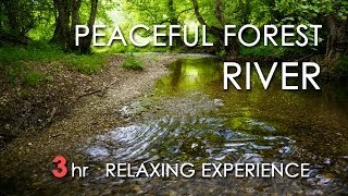 Relaxing River Sounds  Peaceful Forest River  3 Hours Long  HD 1080p  Nature Video [upl. by Yorgen]