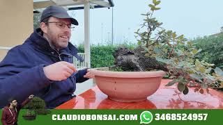 COME SI IMPOSTA UN BONSAI IN SEMI CASCATA [upl. by Ayaj]