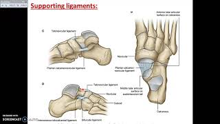 Subtalar joint and other joints of the foot  Dr Ahmed Farid [upl. by Anilrahc]