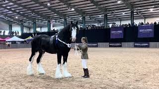 Shire Horse Show 2014 [upl. by Coltin93]