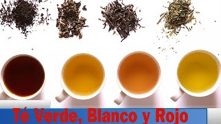 Diferencias Entre El Té Verde Blanco y Rojo [upl. by Tanya]