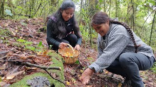 Salimos a recolectar los hongos y quelites bendiciones de la lluvia y el trueno por estos alimentos [upl. by Sidonia914]