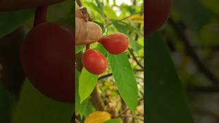 Uvaria rufa fruits annonecea family exoticfruitplants tropicalfruit nature ramanujansgarden [upl. by Neffirg]