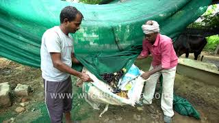 Organic Jamun or jambolan harvesting  How to pluck the fruit without spoilage and low contact [upl. by Atelra]