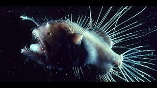 The anglerfish The original approach to deepsea fishing [upl. by Fielding]