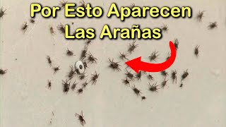 SIGNIFICADO EMOCIONAL por el que APARECEN MUCHAS ARAÑAS en Tu HOGAR 🕷️ La CASA ENFERMA y las PLAGAS [upl. by Etan]