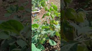 Lots of Cape gooseberries  physalis 😁 gardening farm farmer kenya [upl. by Nomla]