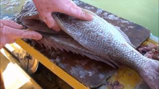 How to Gut Gill amp Fillet a KNOBBY SNAPPER  PORGY Pagrus auratus [upl. by Olfe]