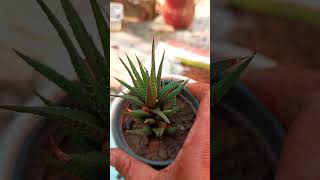 4बिगिनर्स के लिए बहुत आसान पौधा Haworthia Limifolia Plant care  Zebra plant  Bagicha Vlogger [upl. by Kcid577]