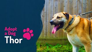 Teckels Animal Sanctuary Gloucester  Adopt a Dog  Thor [upl. by Zimmer]