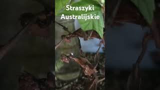 Straszyki Australijskie [upl. by Aymer]