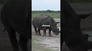 Rhinos The Gentle Giants of the Wild A WildWisdomTV Short facts wildwisdomtv animals wildlife [upl. by Ileray]