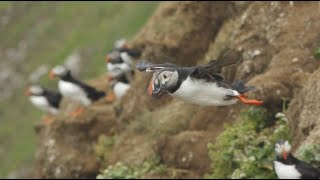 Slow Motion Puffins in Flight  Iceland  Lindblad ExpeditionsNational Geographic [upl. by Grubman510]