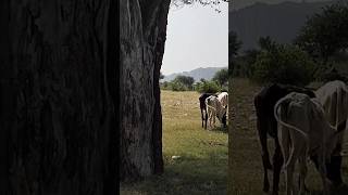 Soon Valley  Wadi e soon sakesar khushab shorts youtubeshorts soonvalley [upl. by Mavra448]