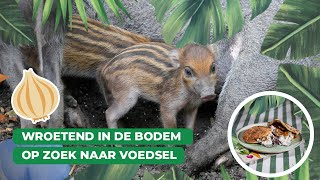 Een modderige Meet amp Greet in Blijdorp  Keuken Blijdorp 🥕🥙 [upl. by Ullund]