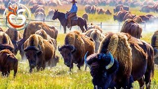 Bison farms How Americans raise millions of bison  Farm documentary [upl. by Nnaeirelav]