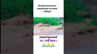 ମା ମାହିଁ ଅଟେ । odiamotivation motivationodia ytshorts maa odiasongstatus odia ssardhik [upl. by Aramoix]