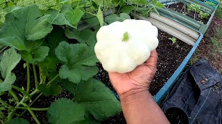 PLANTING SEEDS PATTY PAN SQUASH HARVEST [upl. by Dorraj]